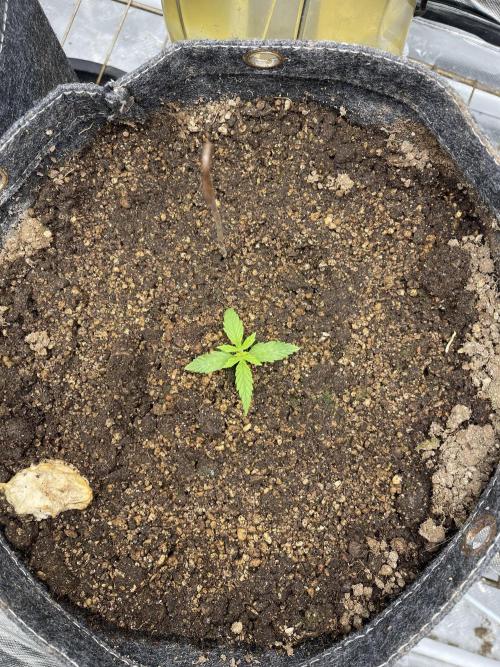 Apple Strudel Autoflower #2. Week 0
