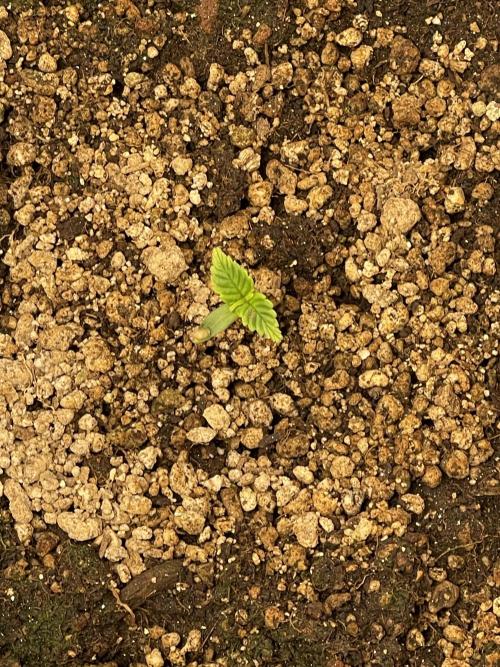 Cherry Cola RF3 #1. Week 0