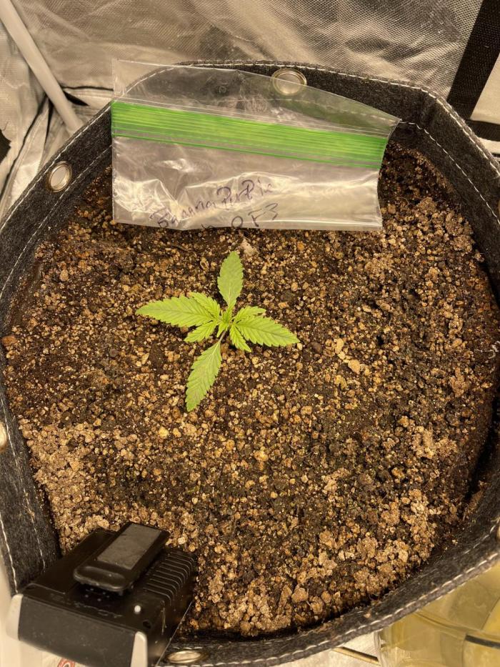 Banana Purple Punch RF3 auto #1. Week 2