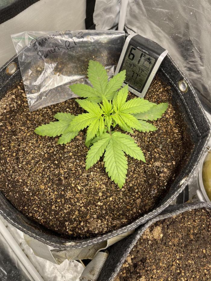 Banana Purple Punch RF3 auto #1. Week 3