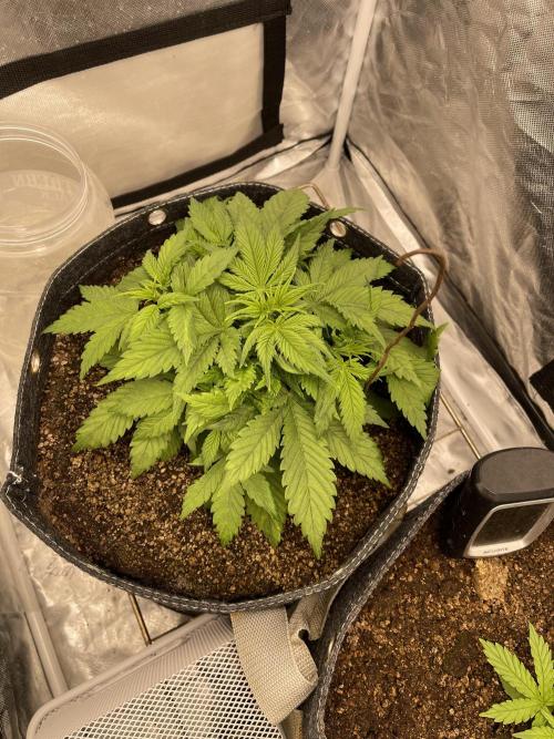 Banana Purple Punch RF3 auto #1. Week 4