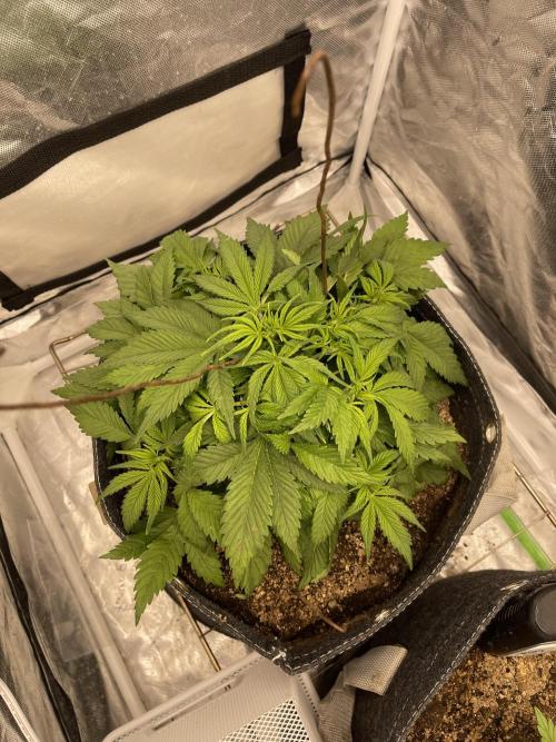Banana Purple Punch RF3 auto #1. Week 4