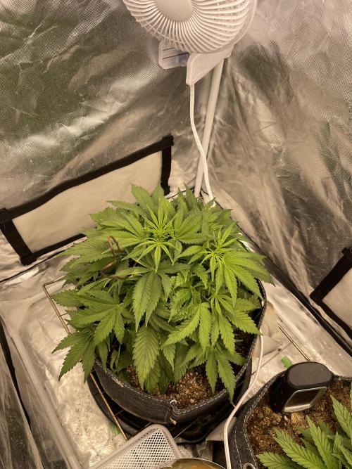 Banana Purple Punch RF3 auto #1. Week 5