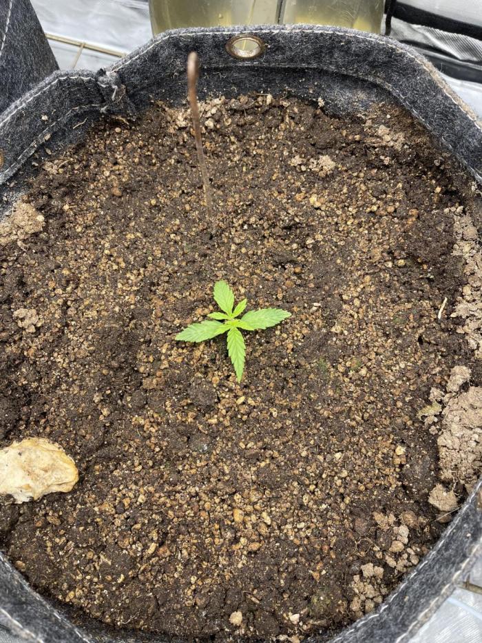 Apple Strudel Autoflower #2. Week 1