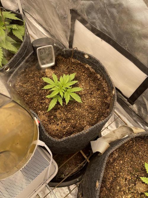 Apple Strudel Autoflower #2. Week 2