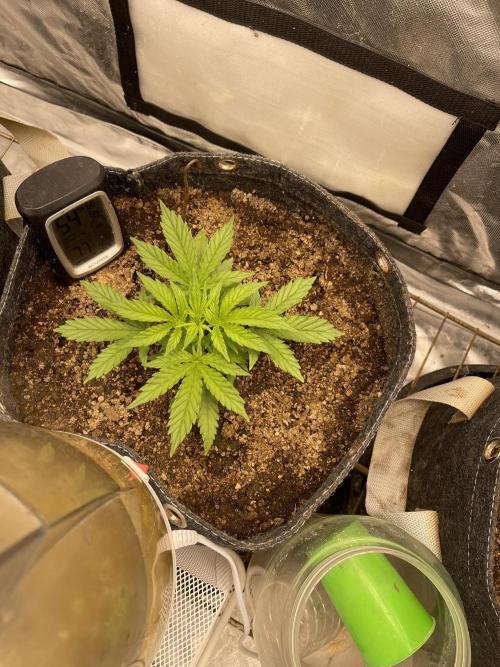 Apple Strudel Autoflower #2. Week 3