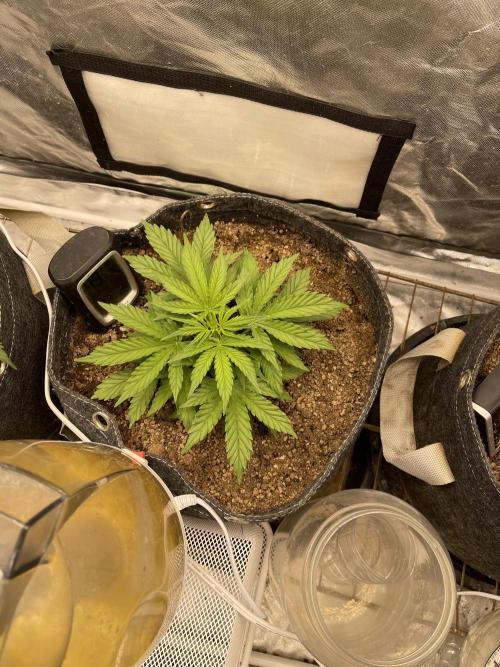 Apple Strudel Autoflower #2. Week 4