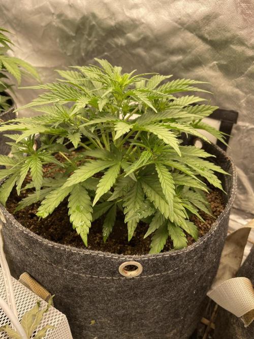 Apple Strudel Autoflower #2. Week 4