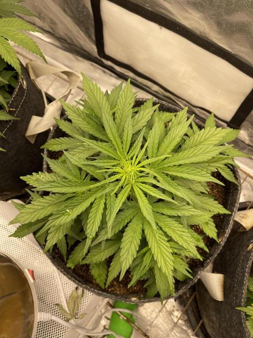Apple Strudel Autoflower #2. Week 4