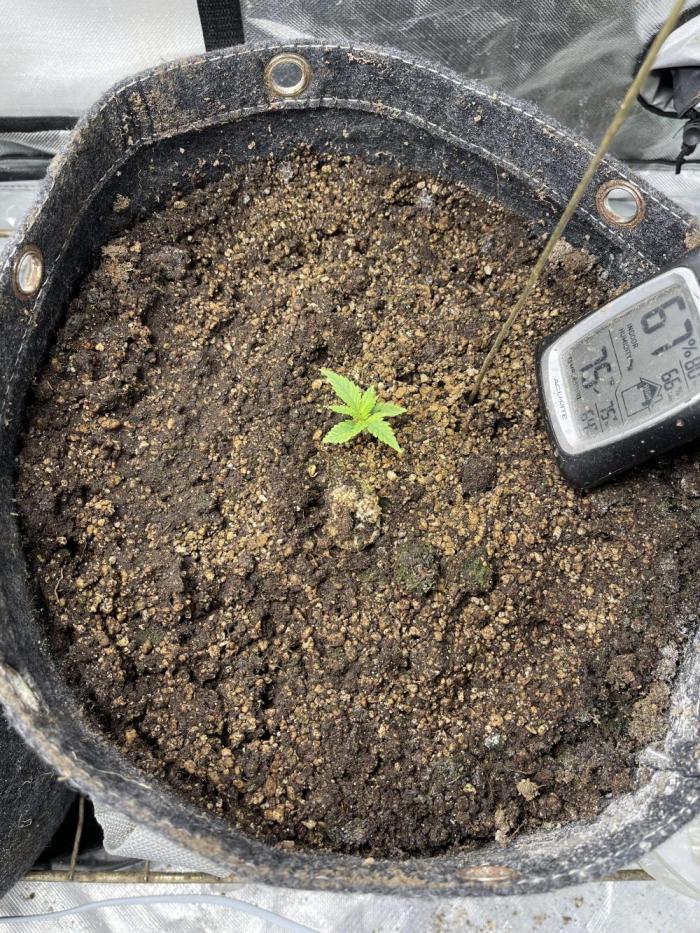 Cherry Cola RF3 #1. Week 1