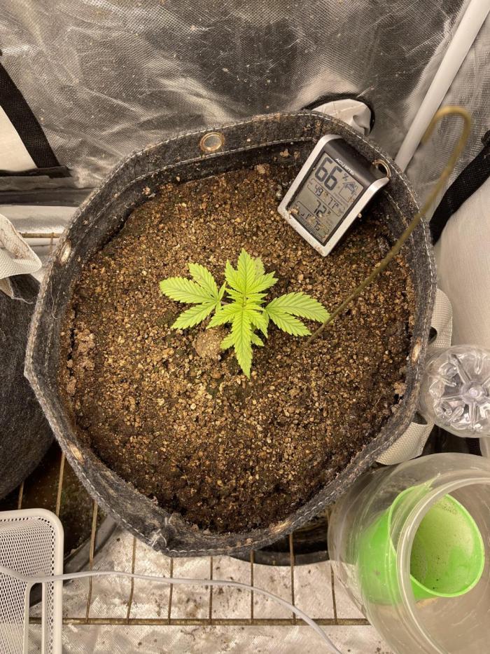 Cherry Cola RF3 #1. Week 2