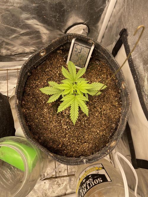 Cherry Cola RF3 #1. Week 3