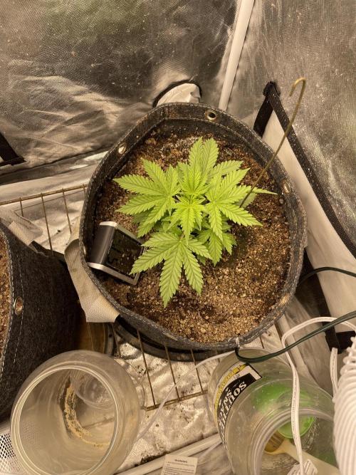 Cherry Cola RF3 #1. Week 3