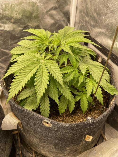 Cherry Cola RF3 #1. Week 4