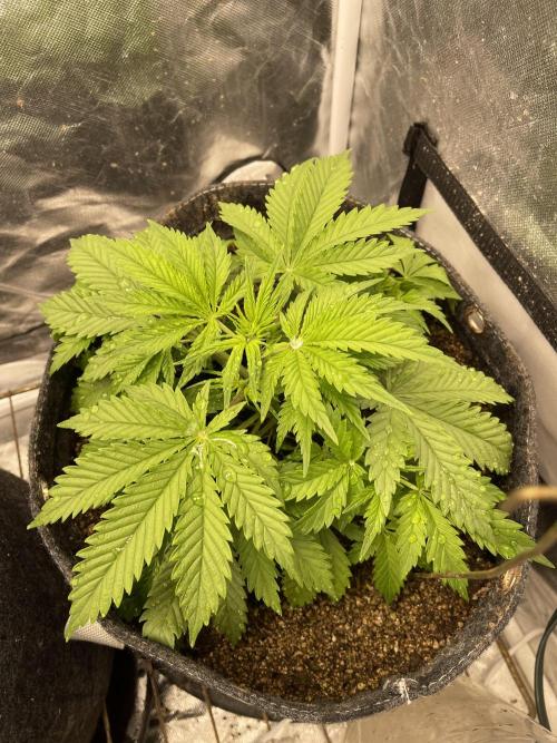 Cherry Cola RF3 #1. Week 4