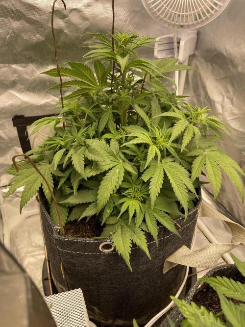 Banana Purple Punch RF3 auto #1. Week 5