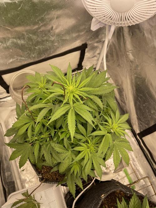 Banana Purple Punch RF3 auto #1. Week 5