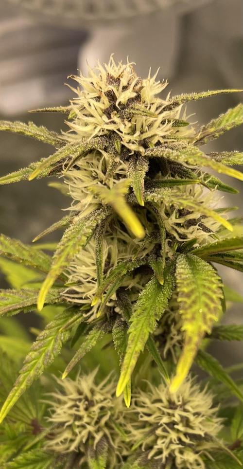 Banana Purple Punch Auto RF3. Week 6