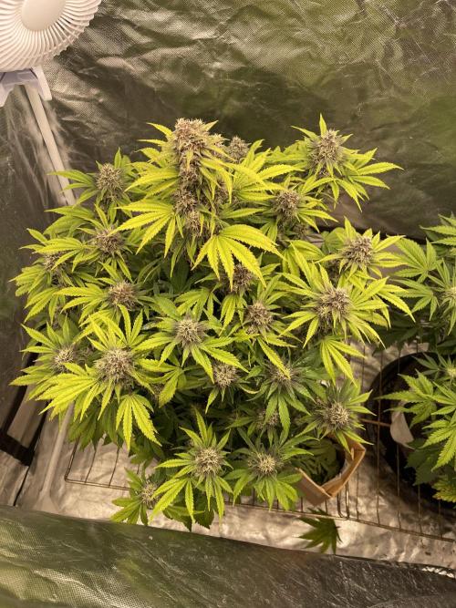 Banana Purple Punch RF3 auto #1. Week 7