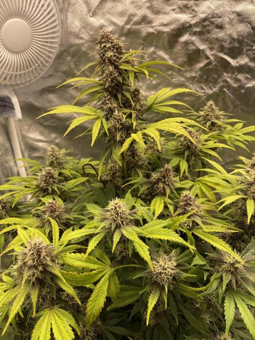 Banana Purple Punch RF3 auto #1. Week 7