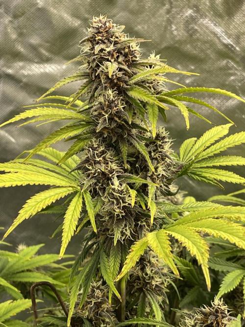 Banana Purple Punch RF3 auto #1. Week 7