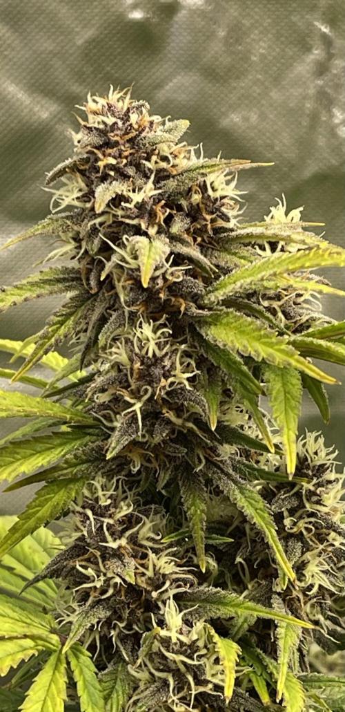 Banana Purple Punch Auto RF3. Week 7