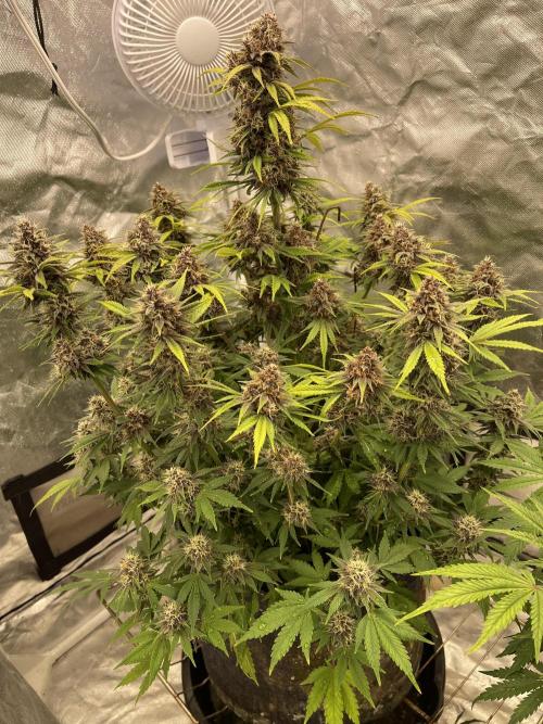Banana Purple Punch RF3 auto #1. Week 8