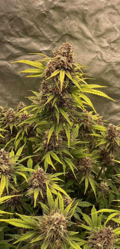 Banana Purple Punch RF3 auto #1. Week 8