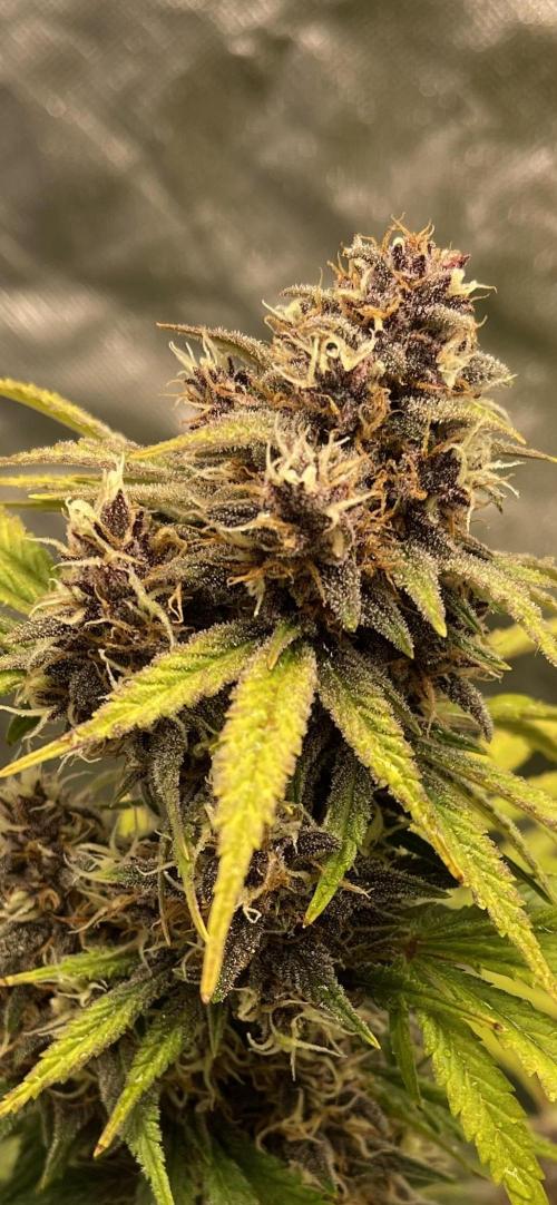 Banana Purple Punch RF3 auto #1. Week 8