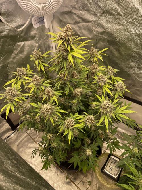 Banana Purple Punch RF3 auto #1. Week 8