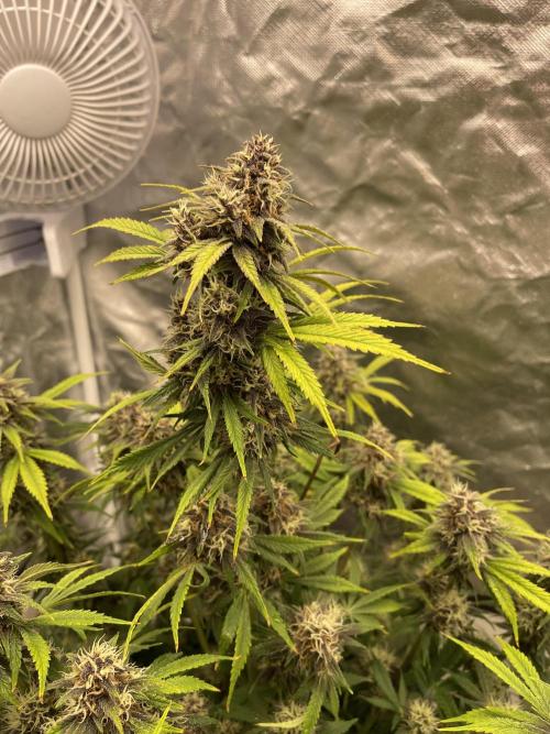Banana Purple Punch RF3 auto #1. Week 8