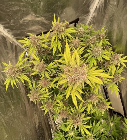Banana Purple Punch RF3 auto #1. Week 9