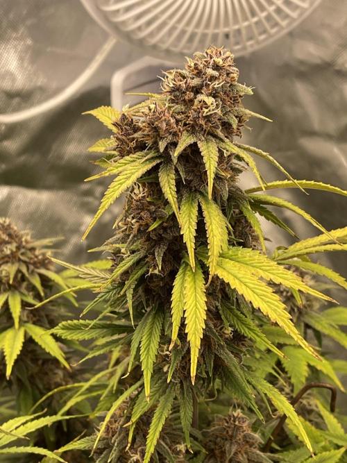 Banana Purple Punch RF3 auto #1. Week 9