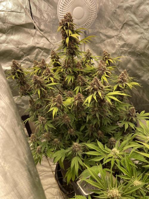 Banana Purple Punch RF3 auto #1. Week 9