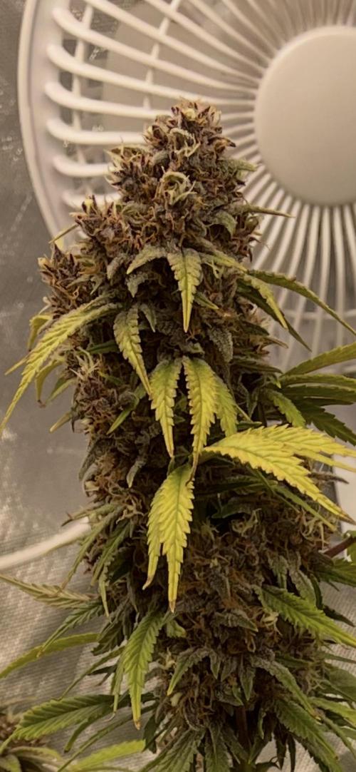 Banana Purple Punch RF3 auto #1. Week 9