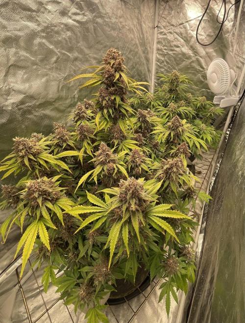 Banana Purple Punch RF3 auto #1. Week 10