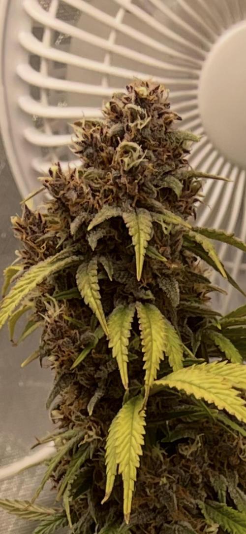 Banana Purple Punch RF3 auto #1. Week 10