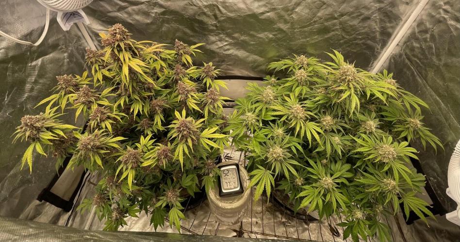 Banana Purple Punch RF3 auto #1. Week 10