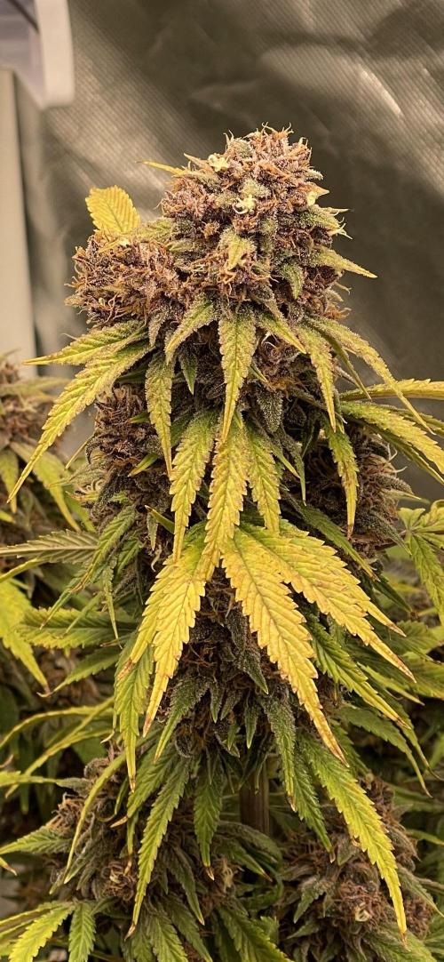 Banana Purple Punch RF3 auto #1. Week 10