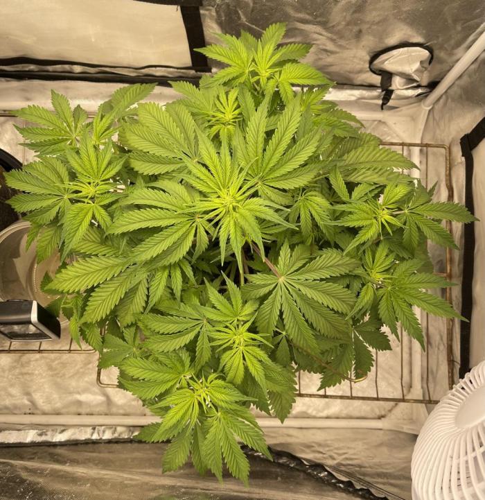 Cherry Cola RF3 #1. Week 5