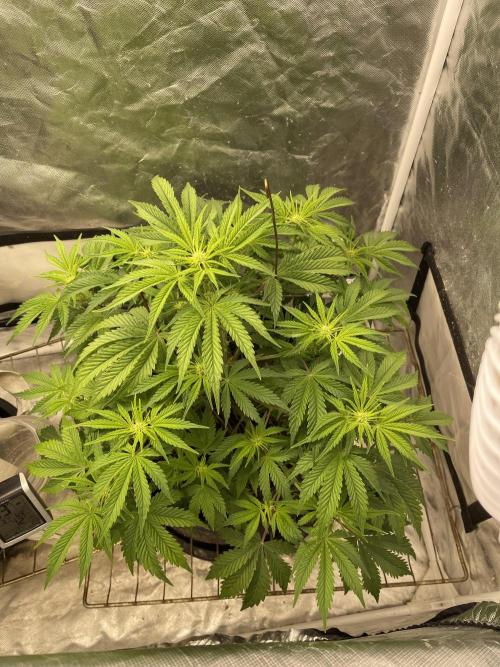 Cherry Cola Auto RF3. Week 6