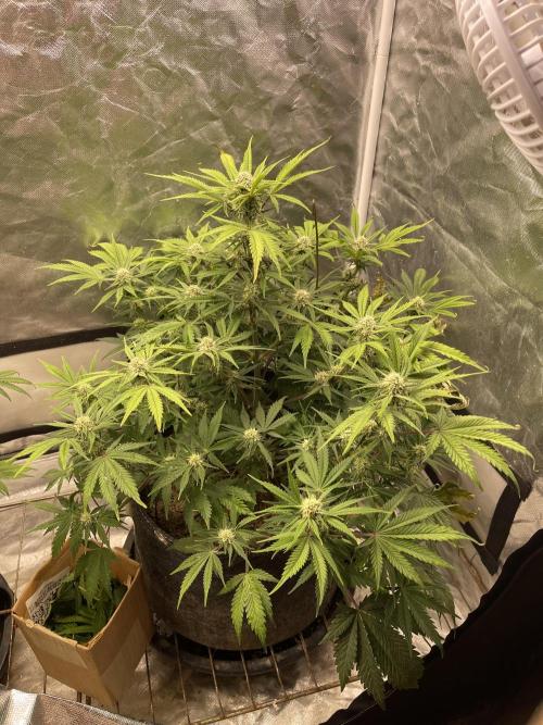 Cherry Cola RF3 #1. Week 7