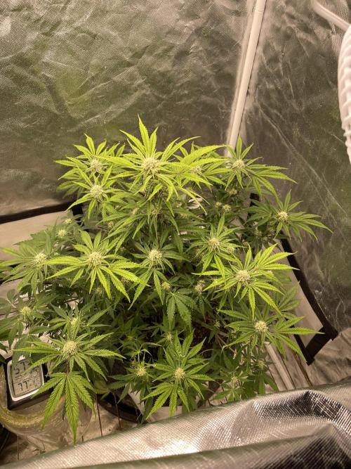 Cherry Cola RF3 #1. Week 7