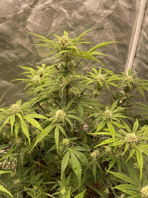 Cherry Cola Auto RF3. Week 7