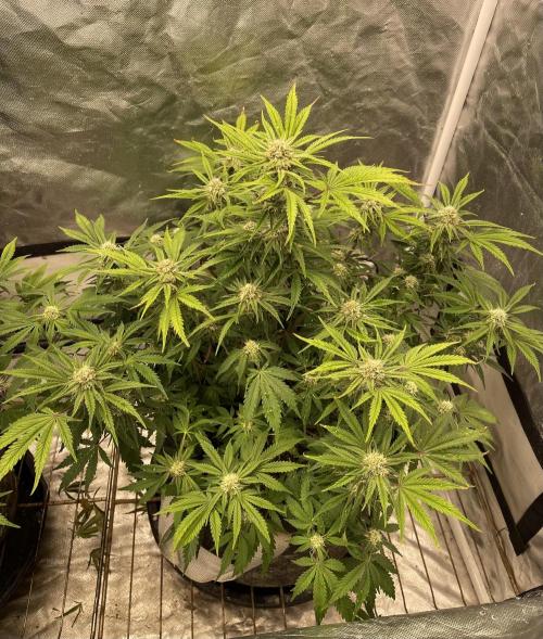 Cherry Cola RF3 #1. Week 8