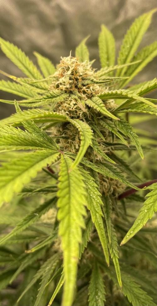 Cherry Cola Auto RF3. Week 8