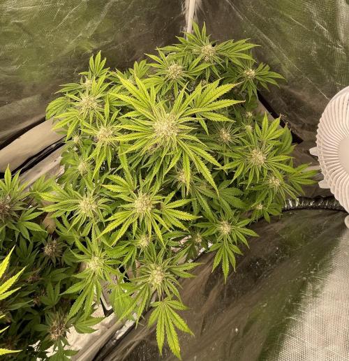 Cherry Cola RF3 #1. Week 9