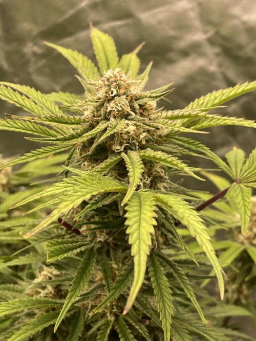 Cherry Cola RF3 #1. Week 9