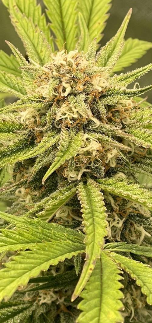 Cherry Cola RF3 #1. Week 9