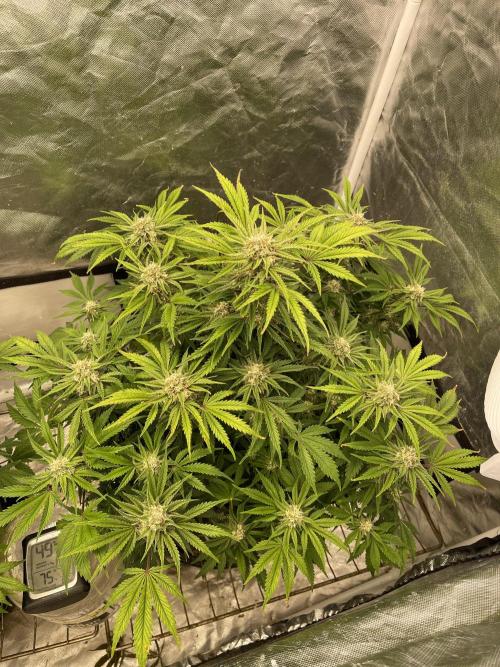 Cherry Cola RF3 #1. Week 9